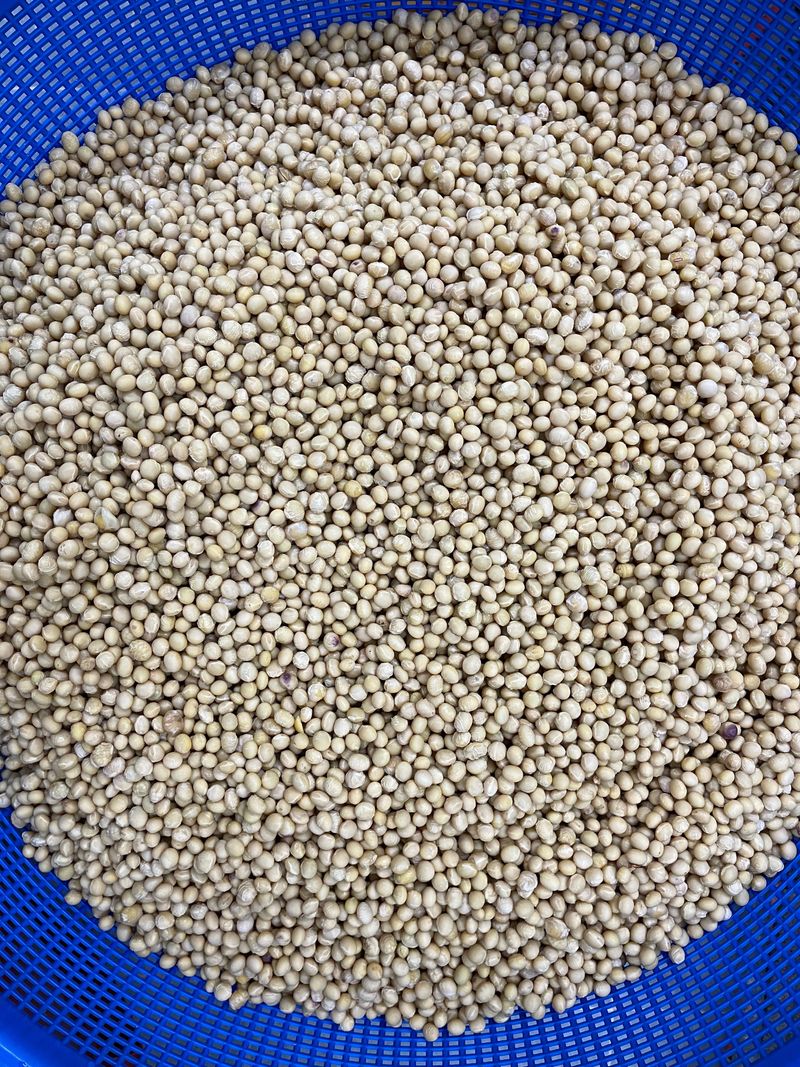 이재운님의 장터 판매 상품 [면태(메주콩) 15Kg 팝니다.] 첨부 사진