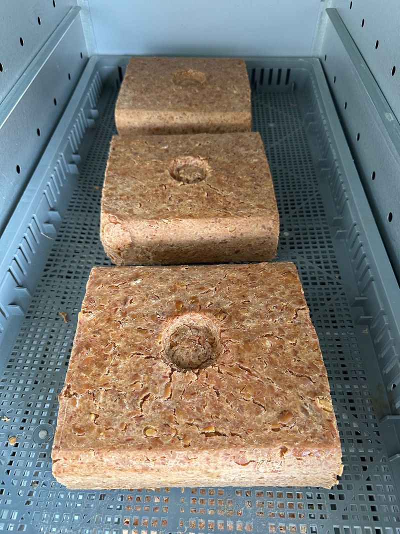 이재운님의 장터 판매 상품 [면태(메주콩) 15Kg 팝니다.] 첨부 사진