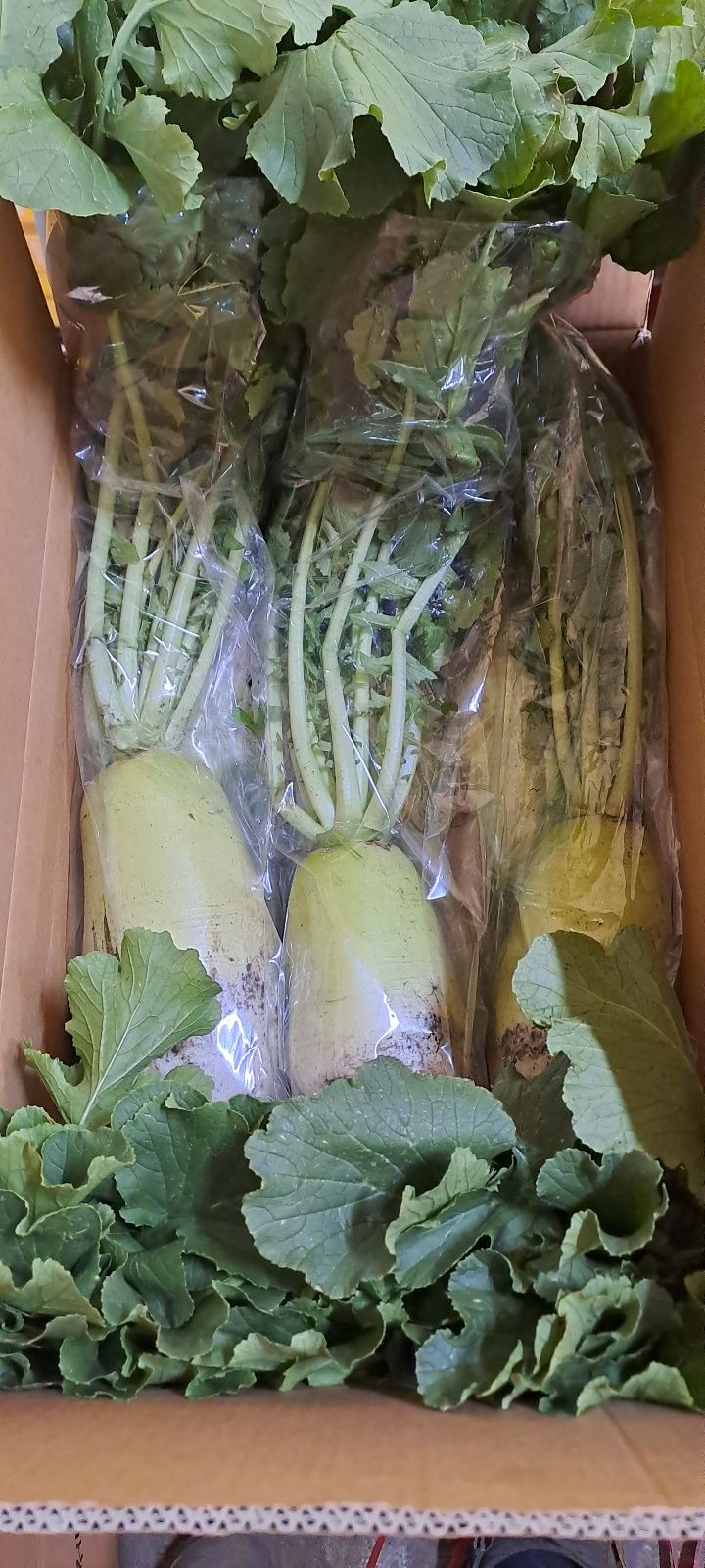 제주담은농장님의 장터 판매 상품 [제주담은농장 무청월동무] 첨부 사진