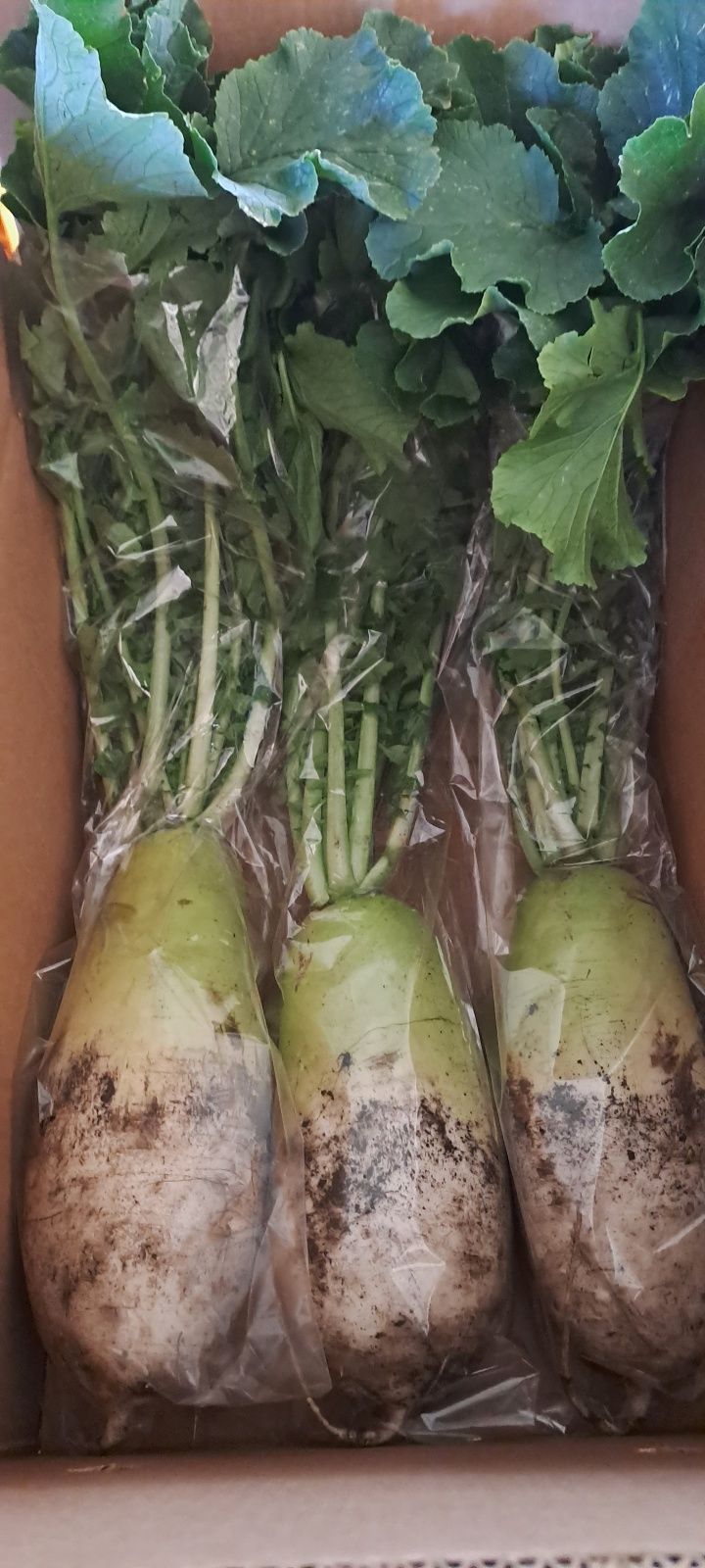 제주담은농장님의 장터 판매 상품 [제주담은농장 무청월동무] 첨부 사진