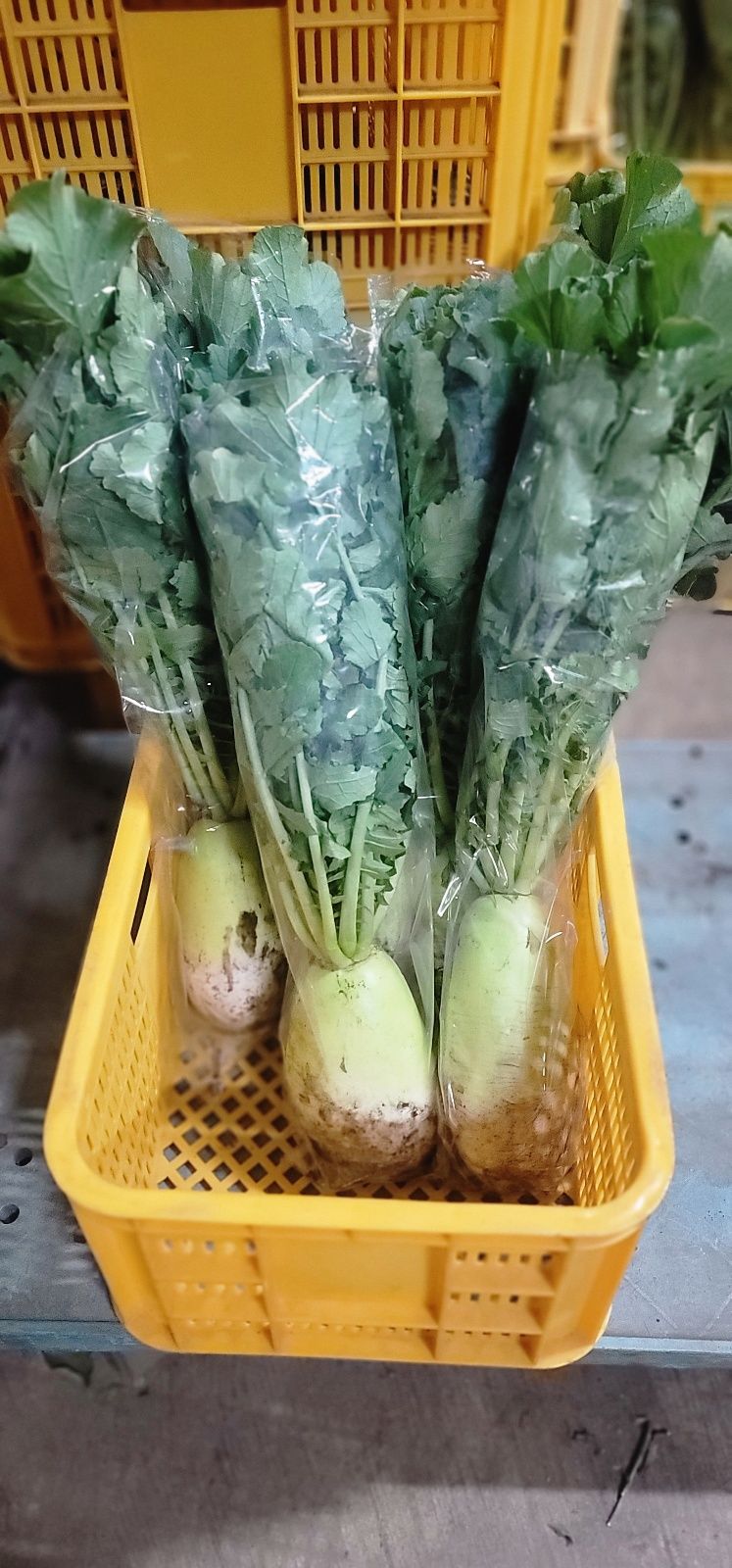 제주담은농장님의 장터 판매 상품 [제주담은농장 무청월동무] 첨부 사진