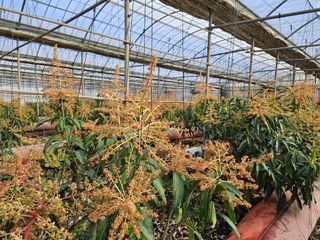 망고지기님의 1월 내 작물 자랑하기 · 참여글 작성글 사진