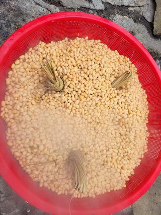 고추총각님의 자유주제 · 자유게시판 작성글 사진