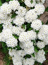 팜모닝 1월 내 작물 자랑하기·참여글 게시글 이미지