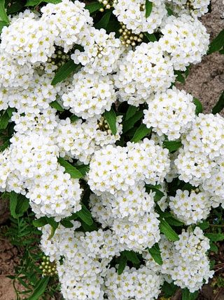 우창구님의 1월 내 작물 자랑하기 · 참여글 작성글 사진