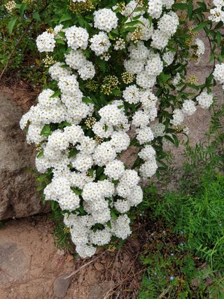 우창구님의 1월 내 작물 자랑하기 · 참여글 작성글 사진