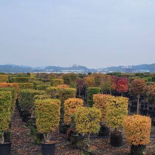 김기옥 님의 1월 내 작물 자랑하기 · 참여글 작성글 사진