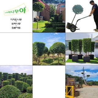 김기옥 님의 1월 내 작물 자랑하기 · 참여글 작성글 사진