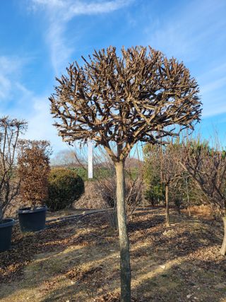 김기옥 님의 1월 내 작물 자랑하기 · 참여글 작성글 사진