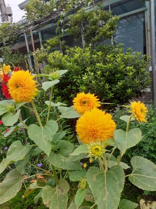 포천종삼농사꾼님의 옥수수 · 자유게시판 작성글 사진