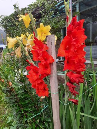 포천종삼농사꾼님의 옥수수 · 자유게시판 작성글 사진