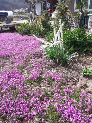 포천종삼농사꾼님의 옥수수 · 자유게시판 작성글 사진