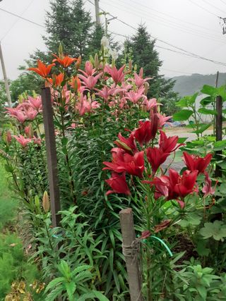 포천종삼농사꾼님의 옥수수 · 자유게시판 작성글 사진