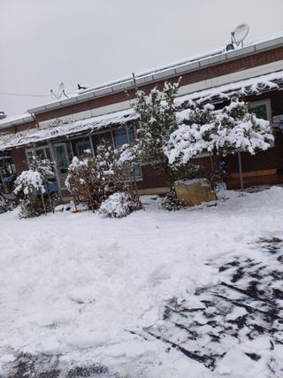 포천종삼농사꾼님의 옥수수 · 자유게시판 작성글 사진