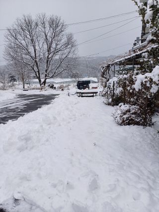 포천종삼농사꾼님의 옥수수 · 자유게시판 작성글 사진