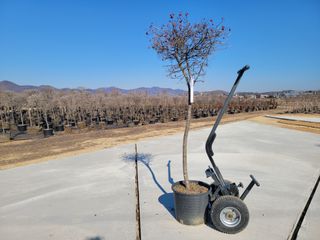 김기옥 님의 블루베리 · 자유게시판 작성글 사진
