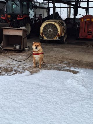 욕심내지말자님의 복숭아 · 자유게시판 작성글 사진
