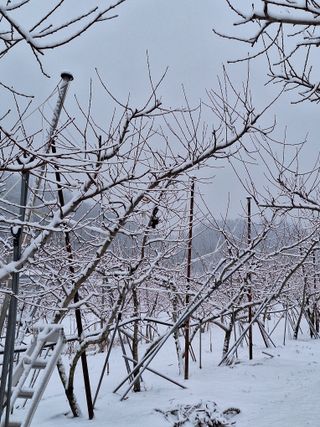 욕심내지말자님의 복숭아 · 자유게시판 작성글 사진