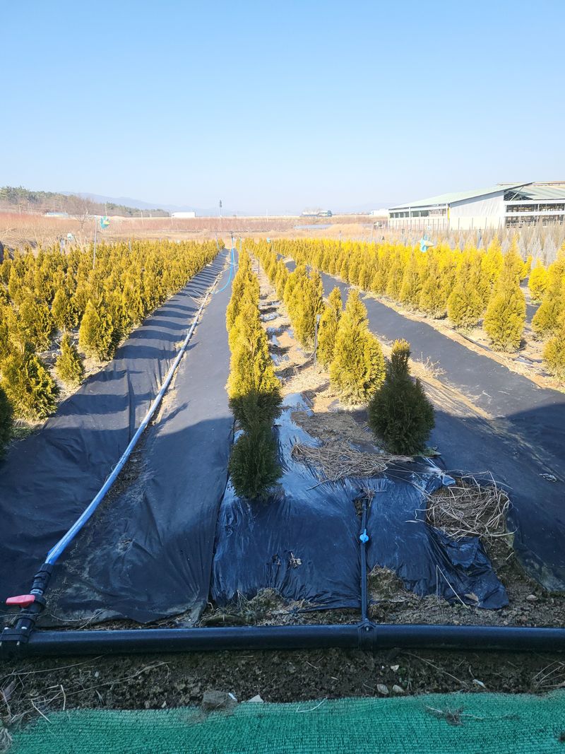 장터 상품 [나무 묘목] 썸네일