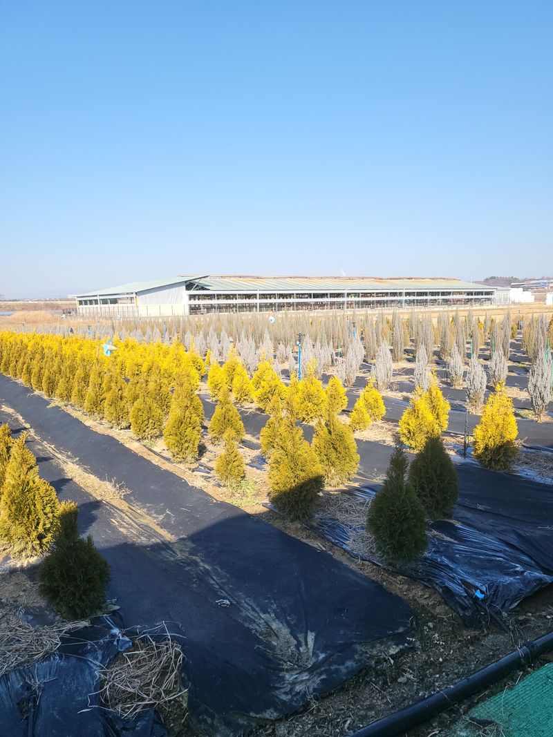 언제나!님의 장터 판매 상품 [나무 묘목] 첨부 사진