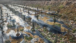 연지골농원_단야님의 1월 내 작물 자랑하기 · 참여글 작성글 사진