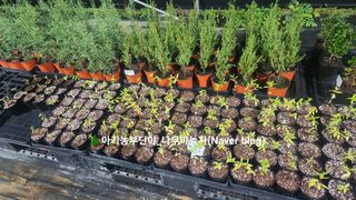 연지골농원_단야님의 1월 내 작물 자랑하기 · 참여글 작성글 사진