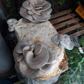 장철식님의 버섯 · 일상 작성글 사진