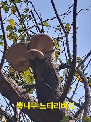 장철식님의 버섯 · 일상 작성글 사진