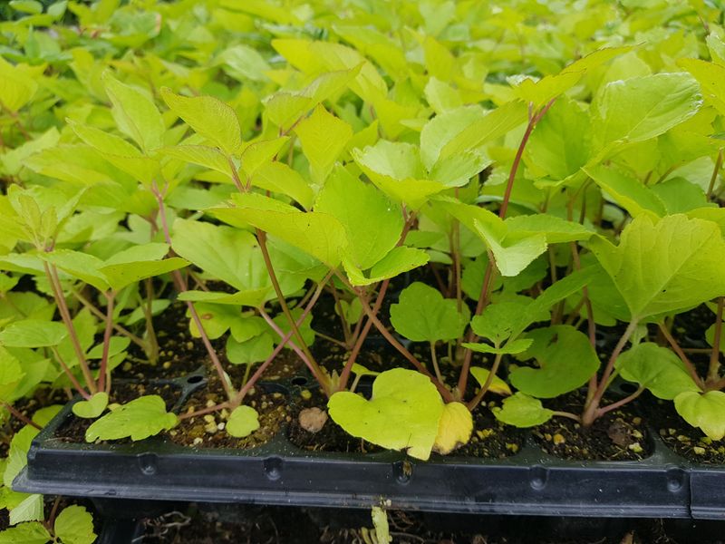 오아성님의 장터 판매 상품 [무료나눔.야생땅두릅(씨앗)] 첨부 사진