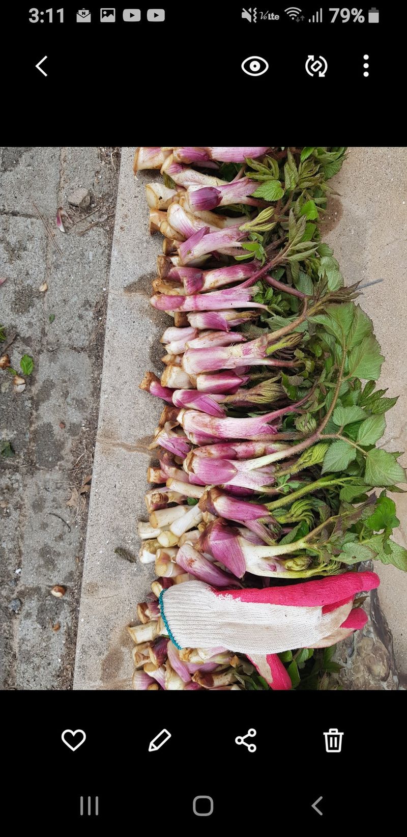 오아성님의 장터 판매 상품 [무료나눔.야생땅두릅(씨앗)] 첨부 사진