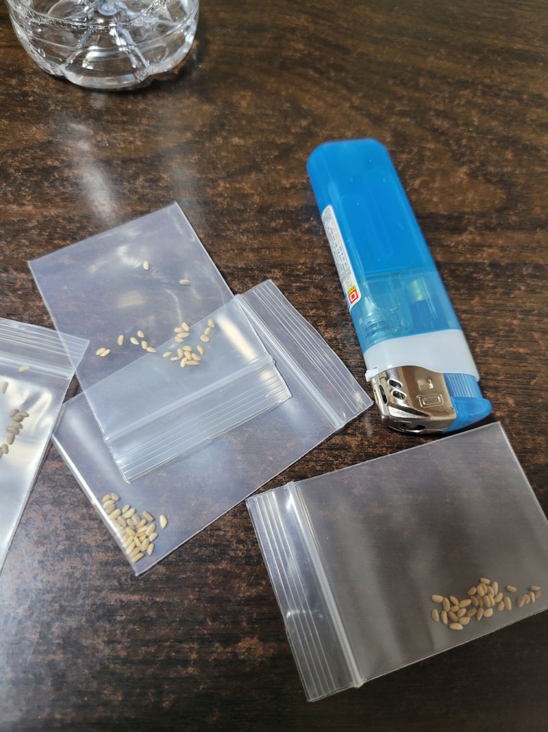 오아성님의 장터 판매 상품 [무료나눔.야생땅두릅(씨앗)] 첨부 사진