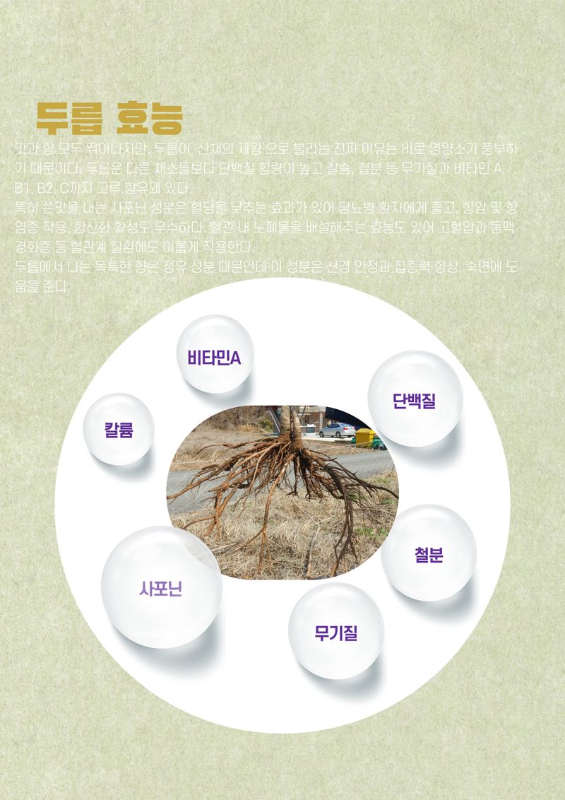 김석(휴대폰.인터넷매장)님의 장터 판매 상품 [두릅 뿌리] 첨부 사진