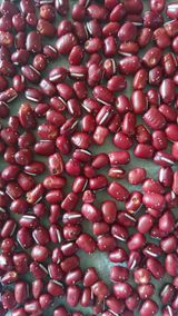 팜모닝 기타작물·병해충상담 게시글 이미지