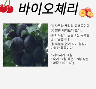 일심묘목농원님의 기타작물 · 자유게시판 작성글 사진