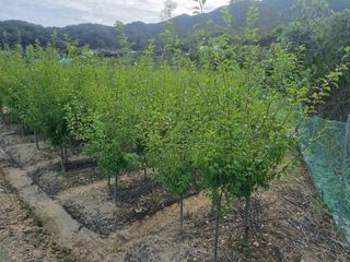 일심묘목농원님의 기타작물 · 자유게시판 작성글 사진