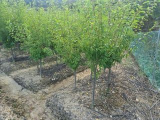 일심묘목농원님의 기타작물 · 자유게시판 작성글 사진