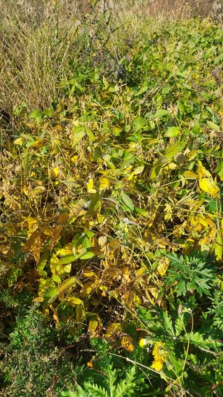 천지창조님의 출석결과 자랑하기 · 참여글 작성글 사진