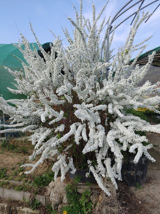 성주 노을님의 출석결과 자랑하기 · 참여글 작성글 사진