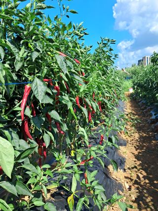 문제수님의 출석결과 자랑하기 · 참여글 작성글 사진