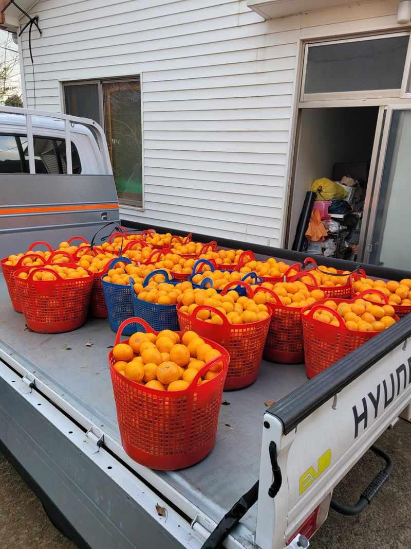 장터 상품 [[품절]저농약 조생귤 9.5kg 내외] 썸네일