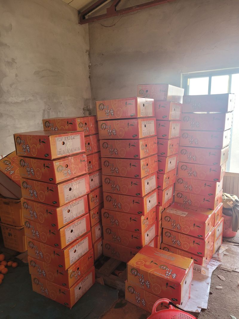 서귀포달코롬감귤농원님의 장터 판매 상품 [[품절]저농약 조생귤 9.5kg 내외] 첨부 사진