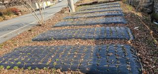 삼례텃밭지기님의 1월 내 작물 자랑하기 · 참여글 작성글 사진