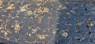 삼례텃밭지기님의 1월 내 작물 자랑하기 · 참여글 작성글 사진