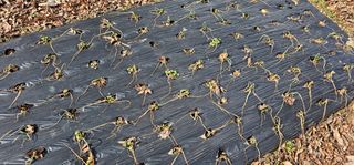 삼례텃밭지기님의 1월 내 작물 자랑하기 · 참여글 작성글 사진