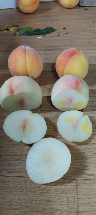 비봉농장님의 복숭아 · 자유게시판 작성글 사진