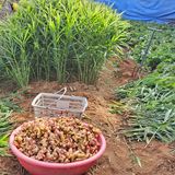 팜모닝 1월 내 작물 자랑하기·참여글 게시글 이미지