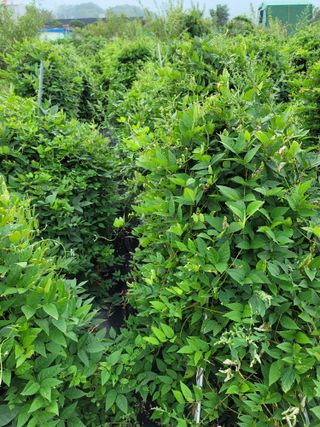 둥근마지기님의 기타작물 · 자유게시판 작성글 사진