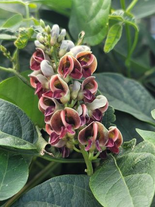 둥근마지기님의 기타작물 · 자유게시판 작성글 사진