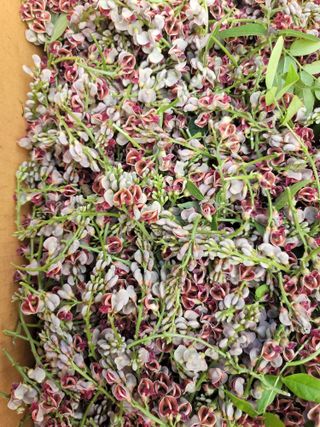 둥근마지기님의 기타작물 · 자유게시판 작성글 사진