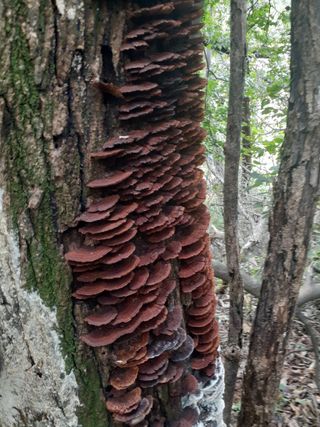 도토리아줌마님의 출석결과 자랑하기 · 참여글 작성글 사진